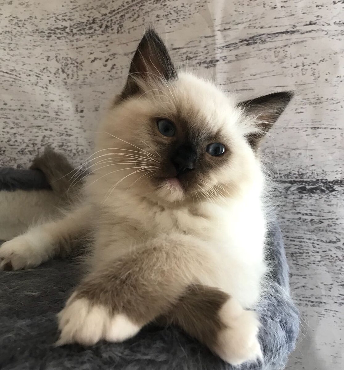 Главный герой-Рэгдолл котенок в 3 мес