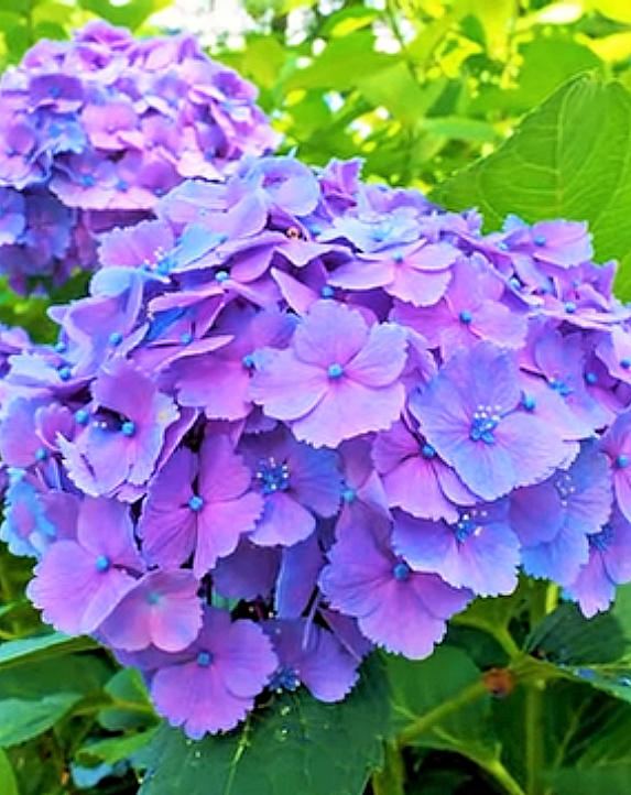 Гортензия сорт "Вечное лето"... моя самая любимая. Цветет на побегах текущего и прошлого года.