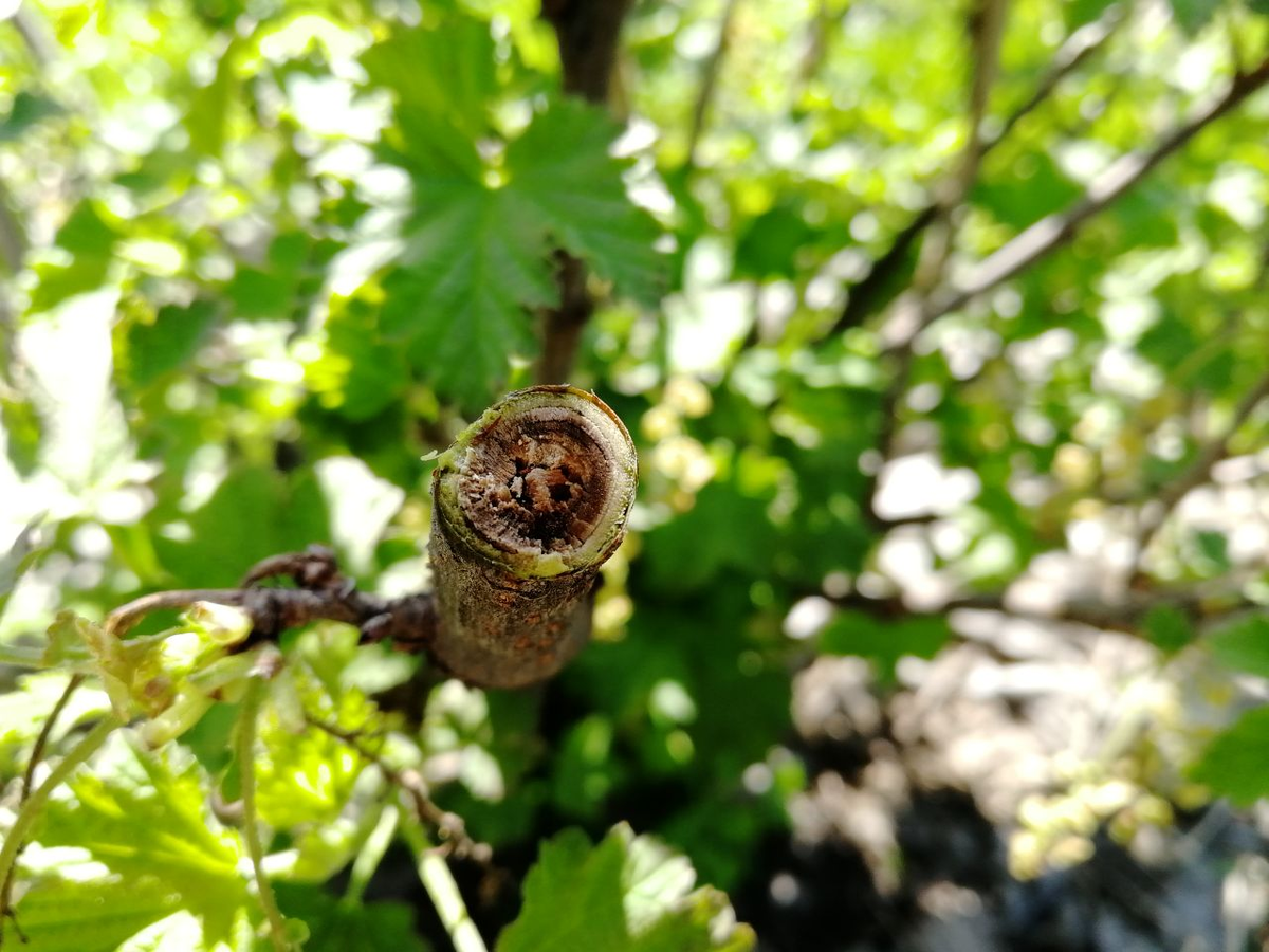 Внутри ветки ход, проделанный личинкой стеклянницы