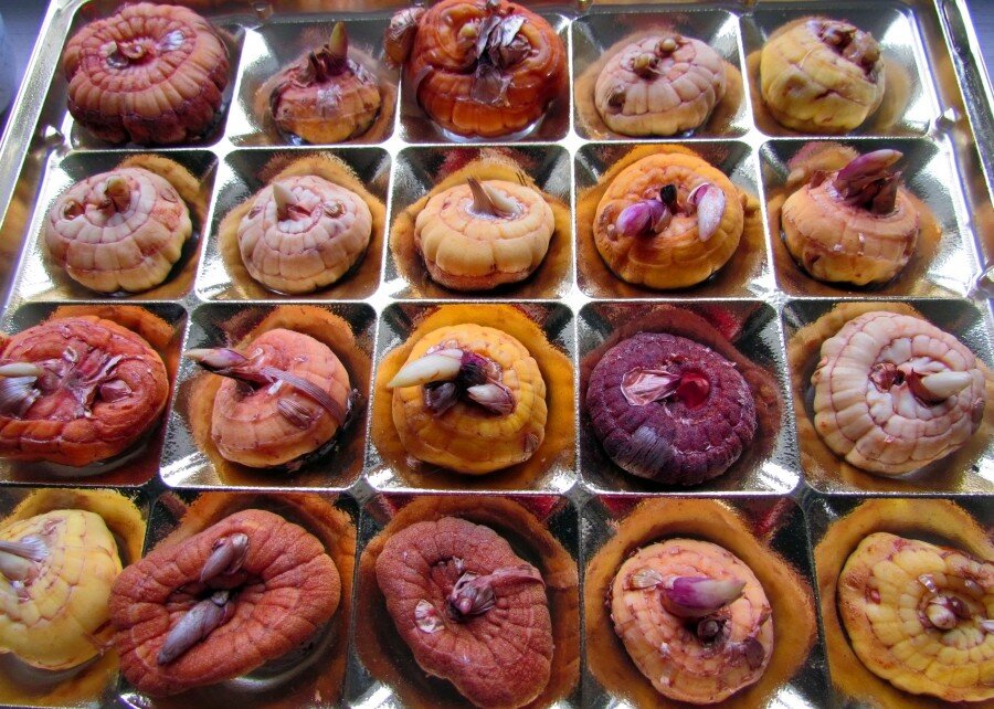 Проращивание луковиц (в коробке из-под конфет)