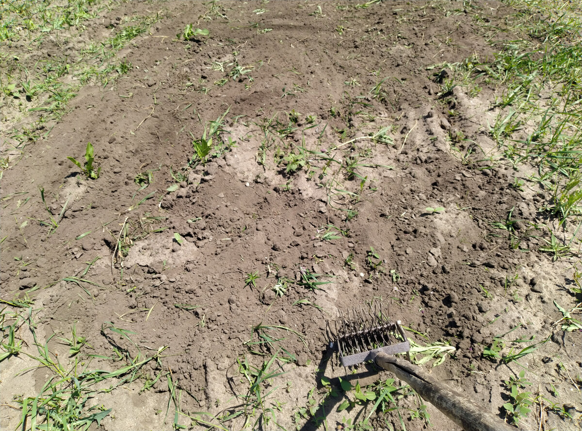 Работает и как плоскорез, и как корнеудалитель