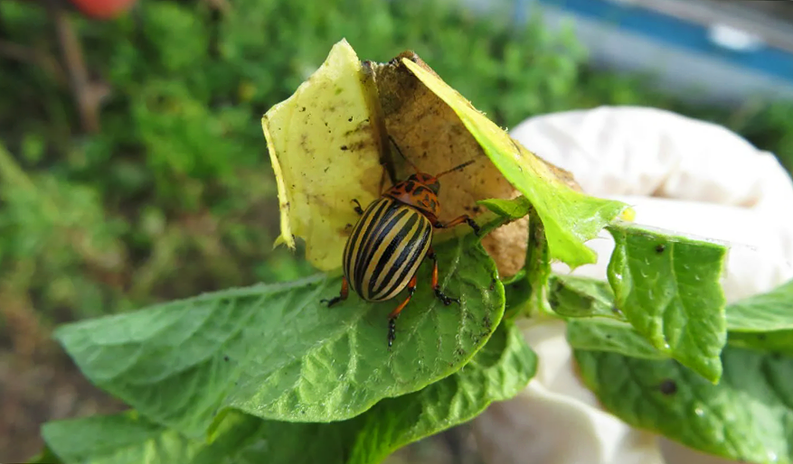 Жуки на картошке.