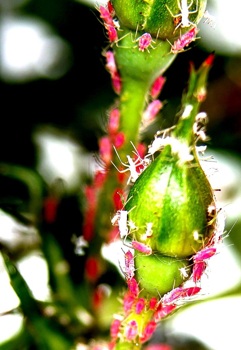 чем обработать от тли