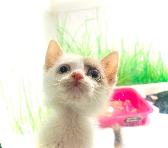 Котёнок в приюте счастлив новой жизни