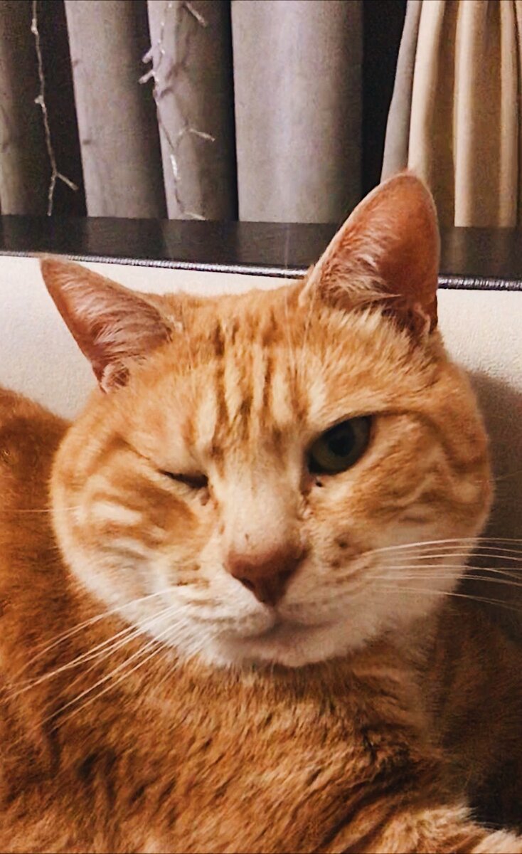 Рыжий кот- бесстыжий, он же Марсик