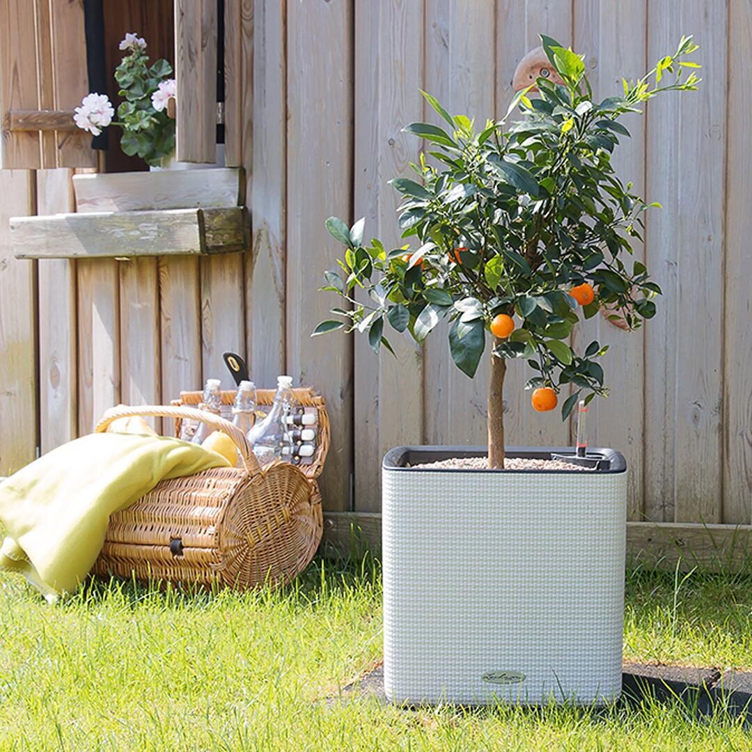 Цитрофортунелла в кашпо LECHUZA