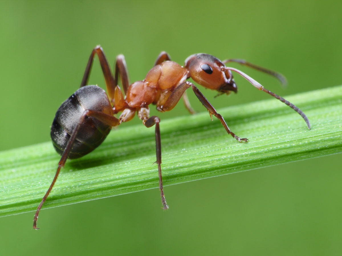 Средства для борьбы с муравьями
