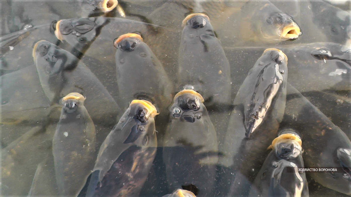 мертвые аквариумные рыбки. рыба без воды. рыба на поверхности воды. форель прудовая. замор рыбы зимой.