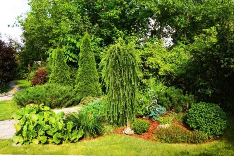 Лиственница на дачном участке. Иллюстрация для статьи используется с сайта mykaleidoscope.ru