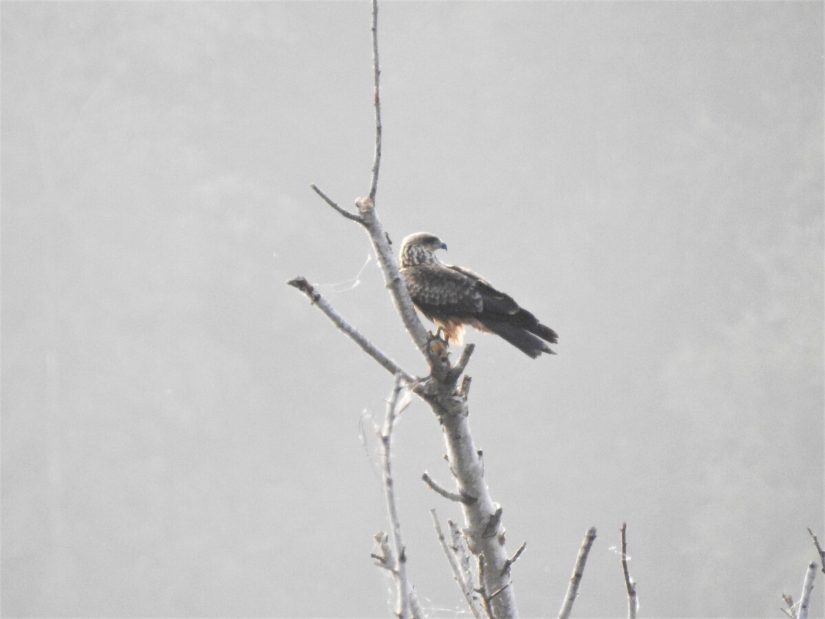 Черный коршун (Black Kite), Свердловская область, 14 августа 2021 года 