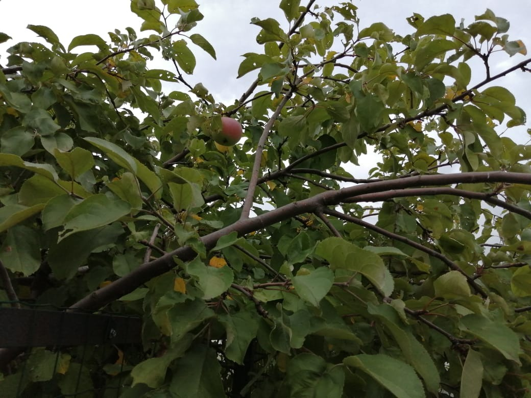 Рассказываю, чем подкормить яблоню до заморозков осенью: 5-минутное дело,которое будет стоить вам большого урожая