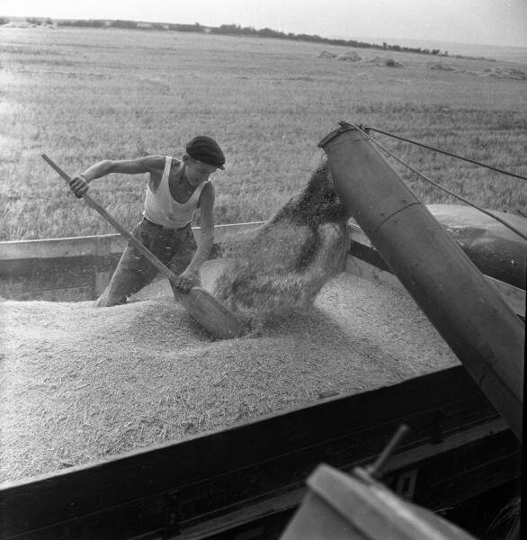 Школьник на уборке. Всеволод Тарасевич, 1950-е, МАММ/МДФ.