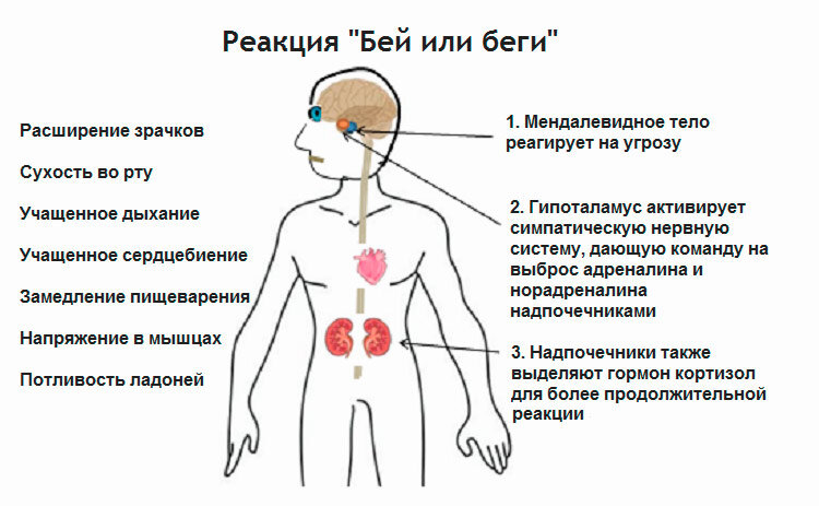 Влияние адреналина на спортсменов проект