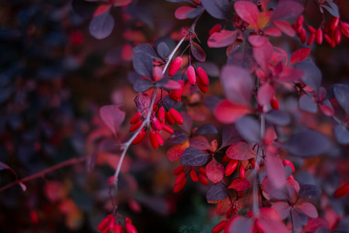 Барбарис 26.10.2021.
