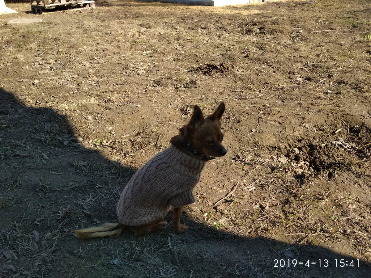 Даже собакину было жалко хозяев...
