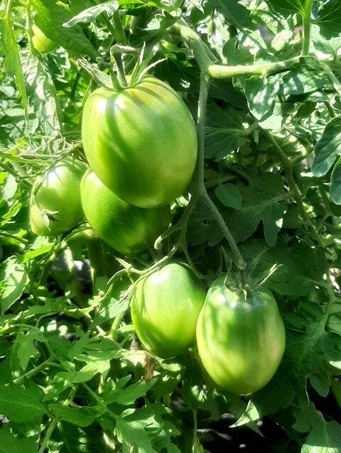 Вот такие красивые кисти "яиц"