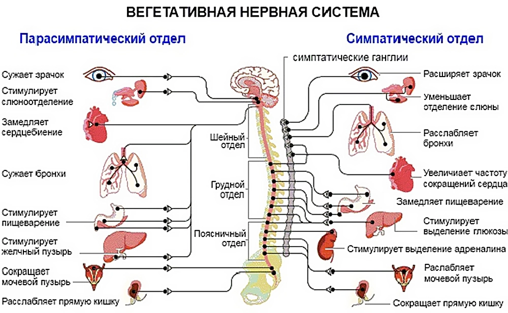 Какой нервной системой. Симпатический и парасимпатический отделы нервной системы таблица. Вегетативная нервная система строение и функции. Симпатический отдел вегетативной нервной системы функции. Функции парасимпатической вегетативной нервной системы.