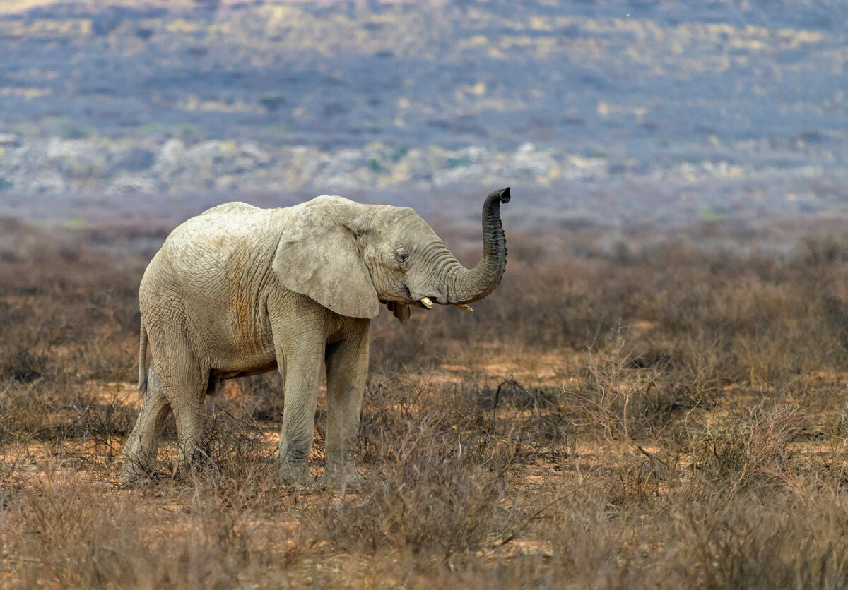 Largest land animal. Слон умеет прыгать.