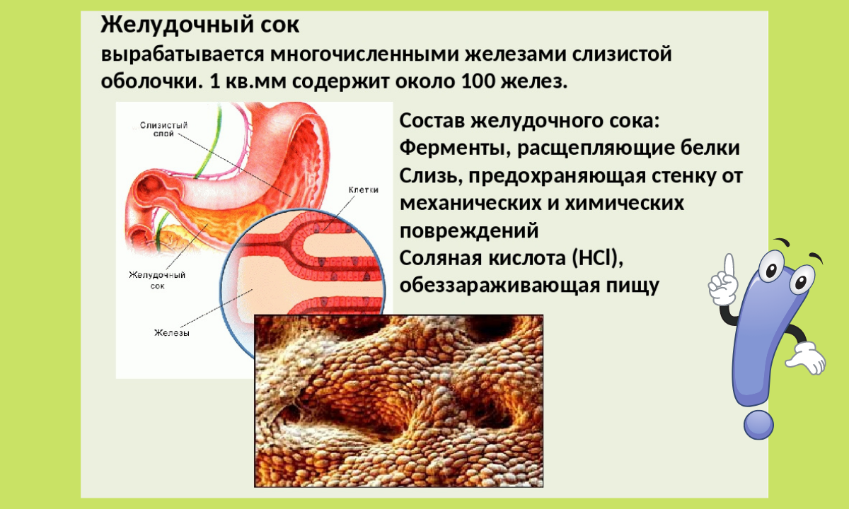 Чистка печени по Неумывакину