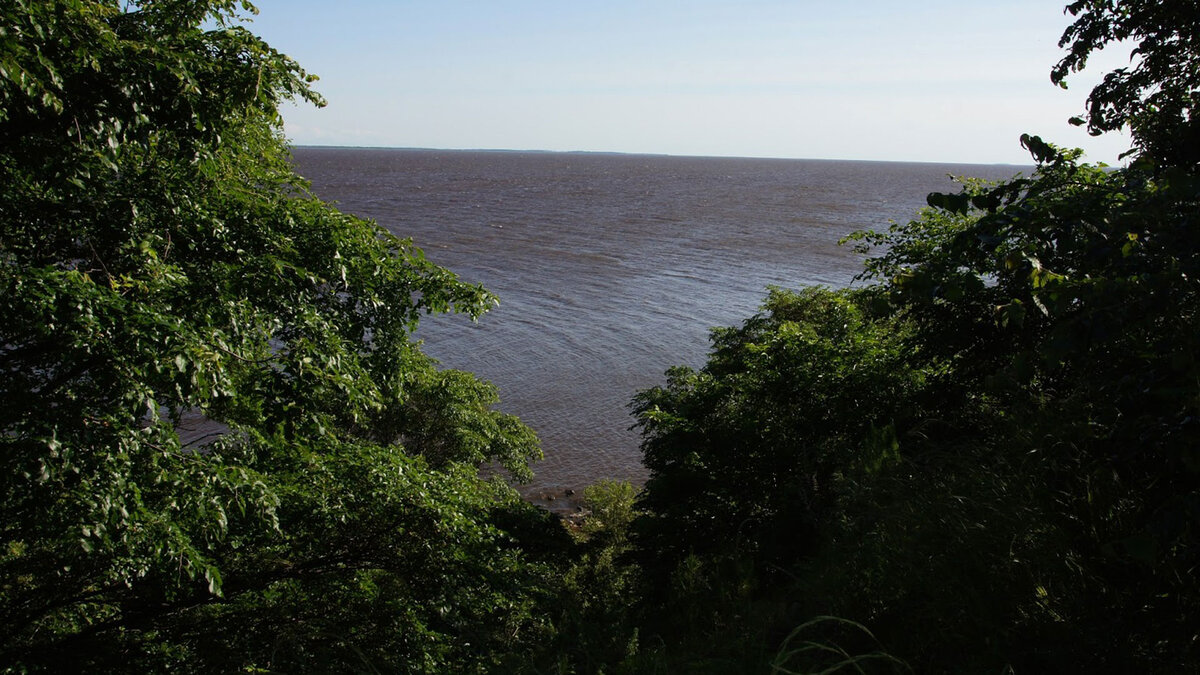 Амазонская сельва в Хабаровском крае