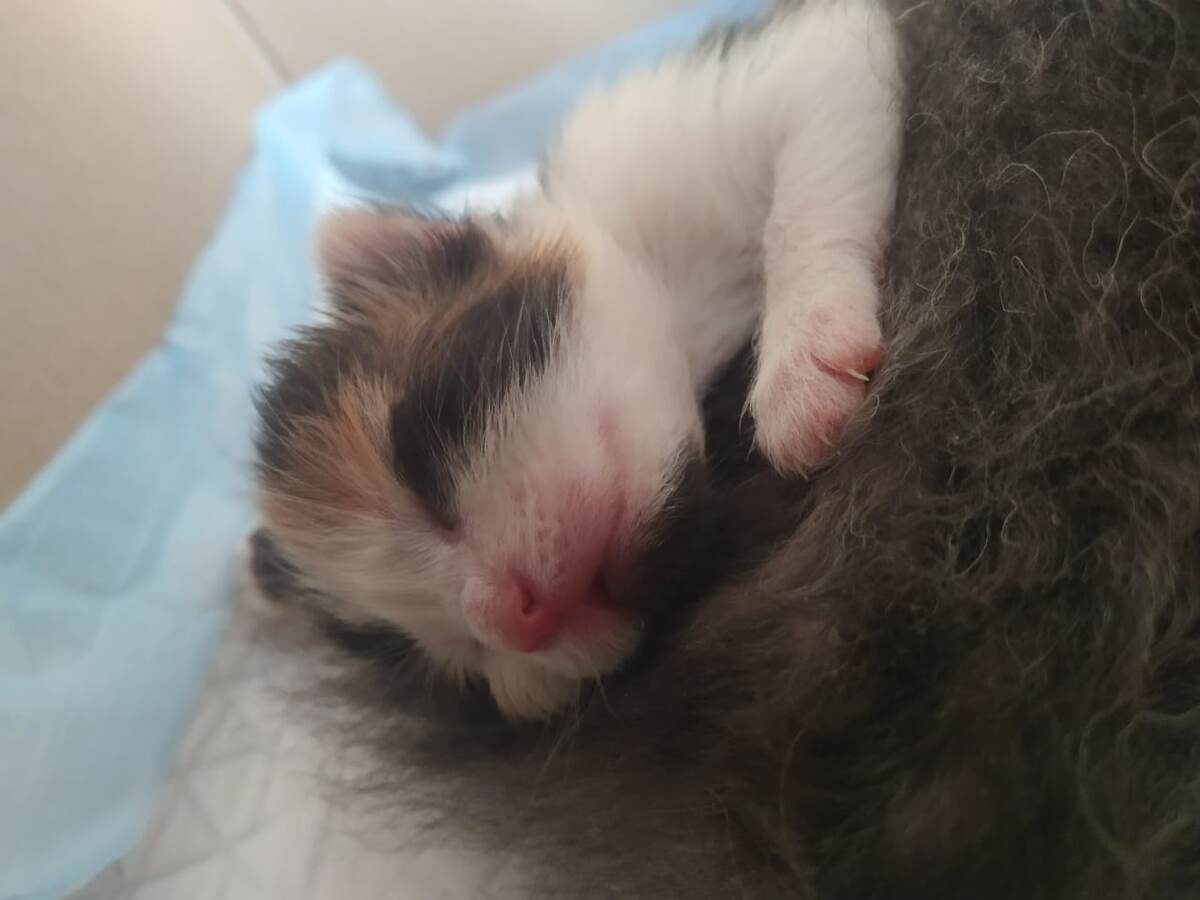 Тепло лежать рядом с мамой