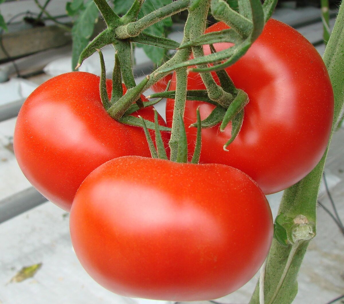 Первые семена томаты. Томат ля-ля-фа f1. Томат Краснобай f1. Семена томат Краснобай f1. Томат Краснобай Гавриш.