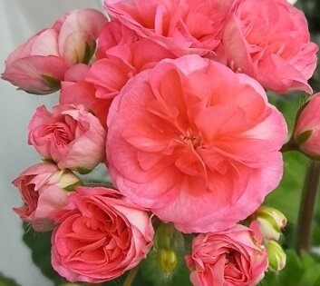 Пеларгония Ю-Полонез (Yu_Polonez)