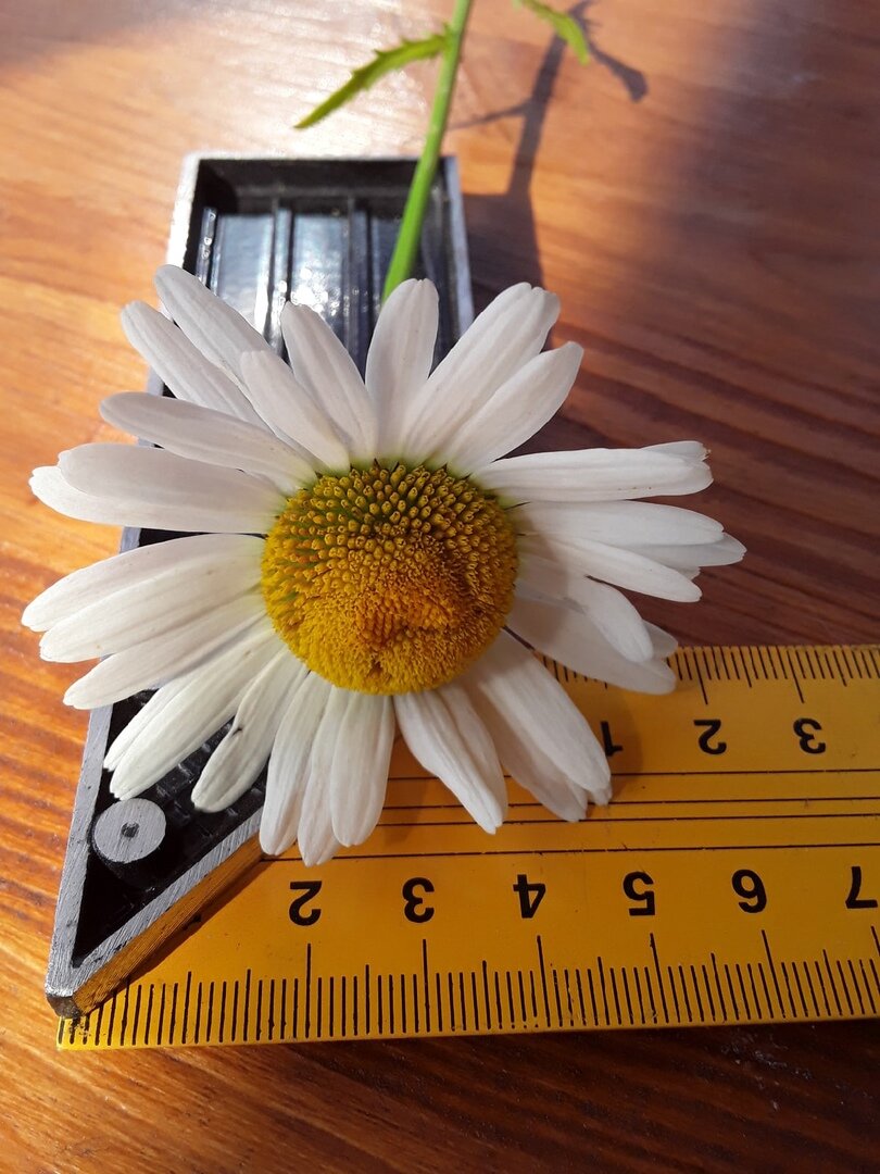Шесть сантиметров в диаметре цветка - это не то, что я хотела бы от садовой ромашки