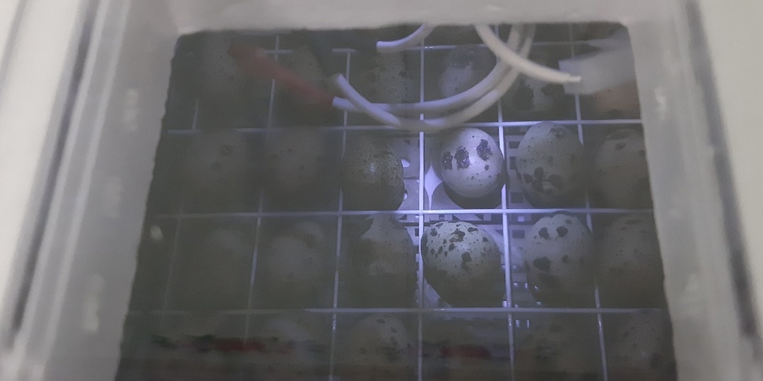 КАК ПОДГОТОВИТЬ ИНКУБАТОР