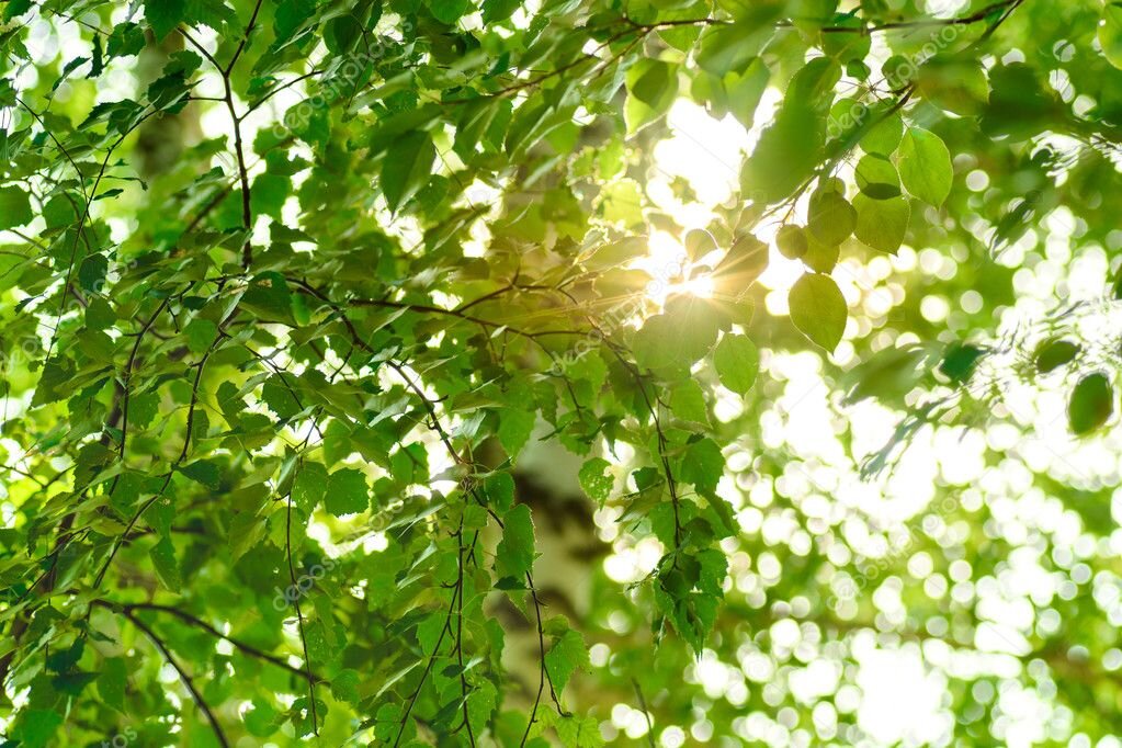 Взято по ссылке https://st2.depositphotos.com/1047257/8854/i/950/depositphotos_88549430-stock-photo-birch-green-leaves.jpg