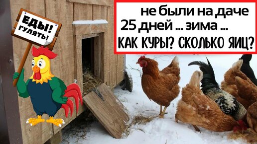 Как сделать курятник на даче своими руками? - 35медиа