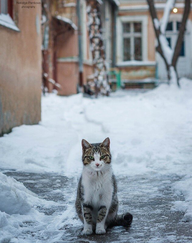 фото из открытых источников