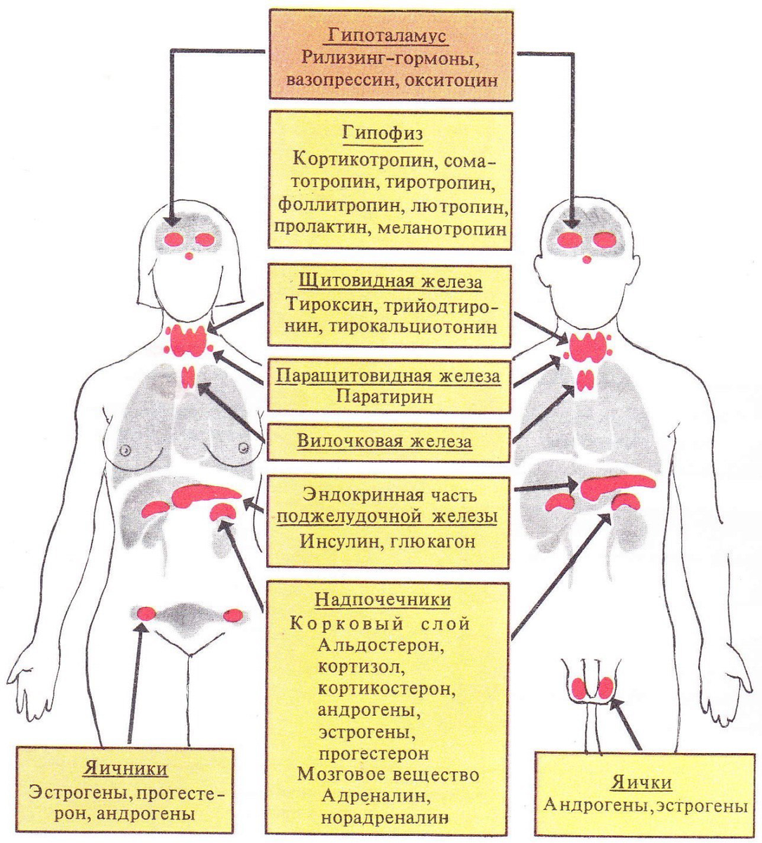 Схема железы и гормоны