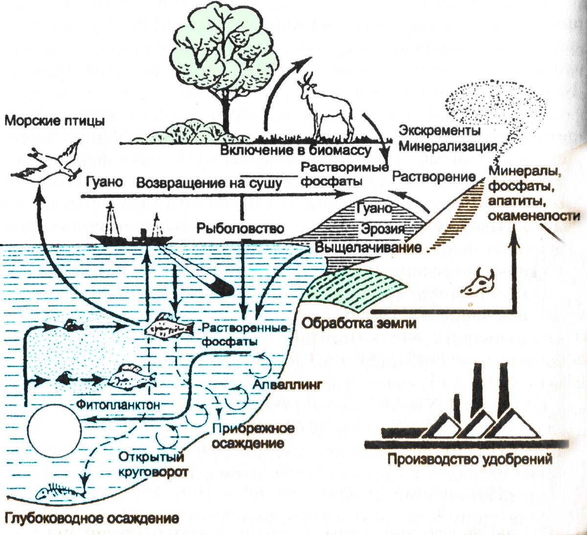 Круговорот фото. Круговорот фосфора. Круговорот веществ в лесу. Карта круговорота воды в природе.