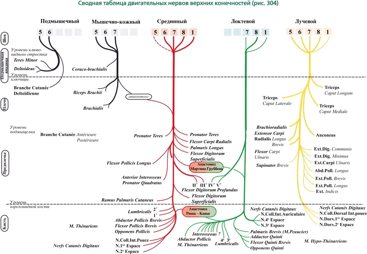 Иннервация верхней конечности схема. Иннервация мышц верхней конечности таблица. Иннервация мышц нижней конечности схема. Сводная таблица двигательных нервов верхней конечности.