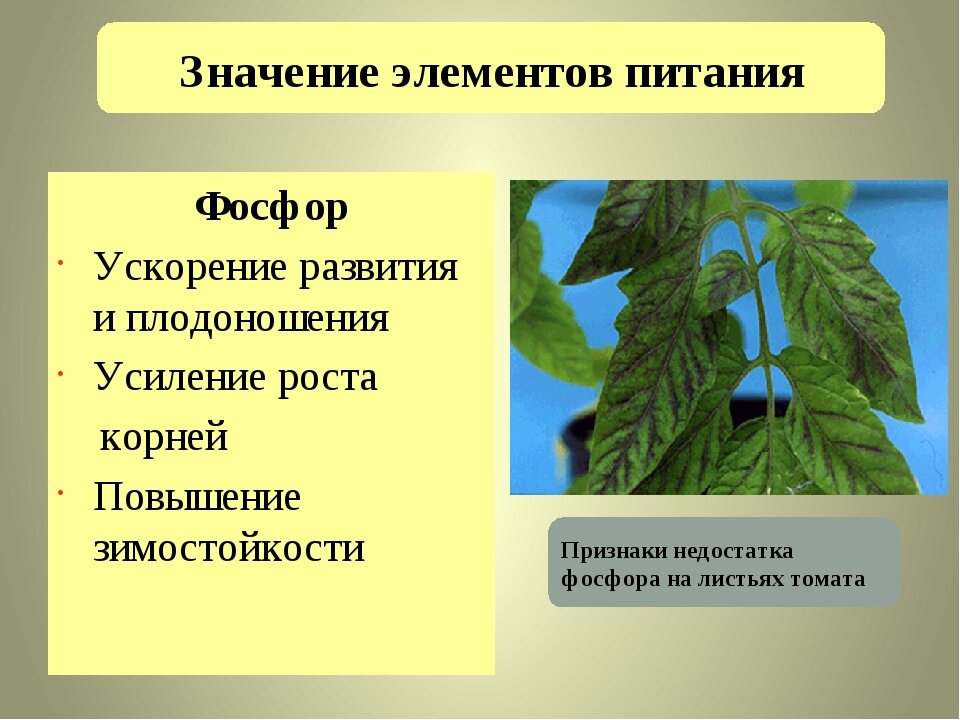 Какие условия оказывают влияние на растения. Фосфор для растений. Фосфор для растений значение. Дефицит фосфора у растений. Влияние фосфорных удобрений на растения.