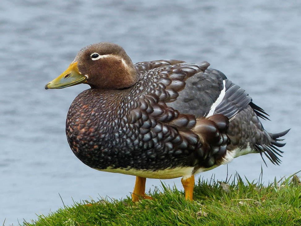 Если не знать их секрета — выглядят как обычные уточки.