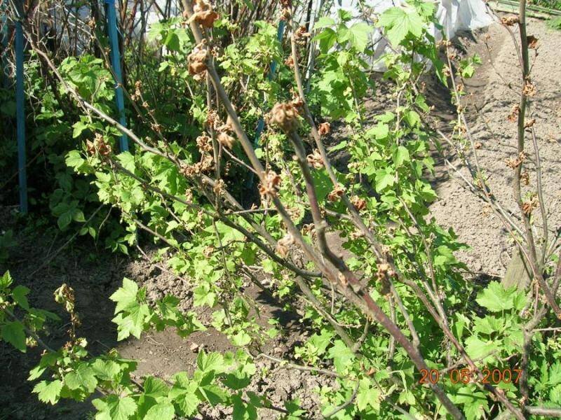 Собирала в огороде красную смородину. Вилт смородины. Вилт черной смородины. Сохнут ветки у красной ,черной смородины и крыжовника. Смородина усыхание ветвей смородины.
