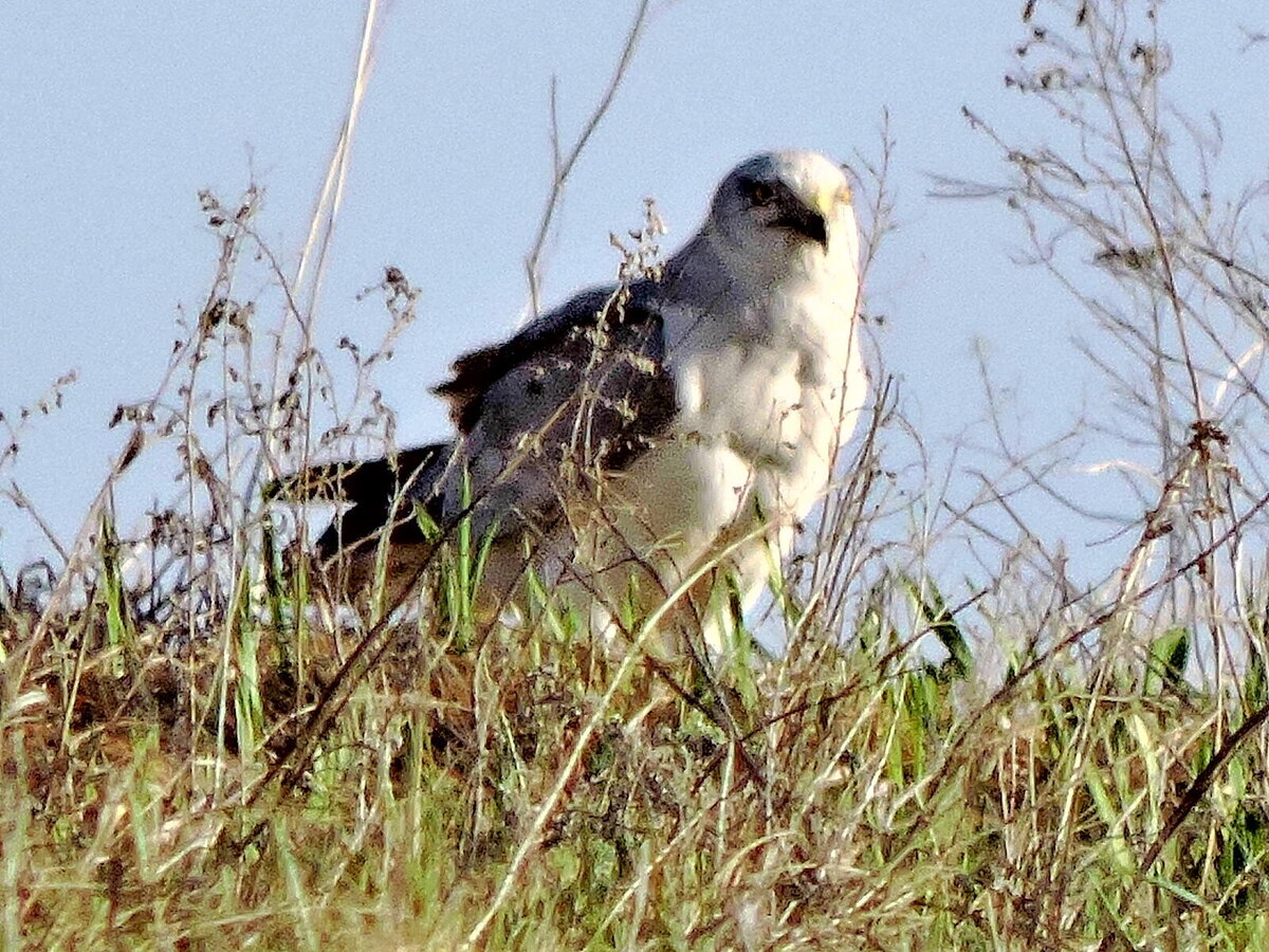 СКОПА , фото автора