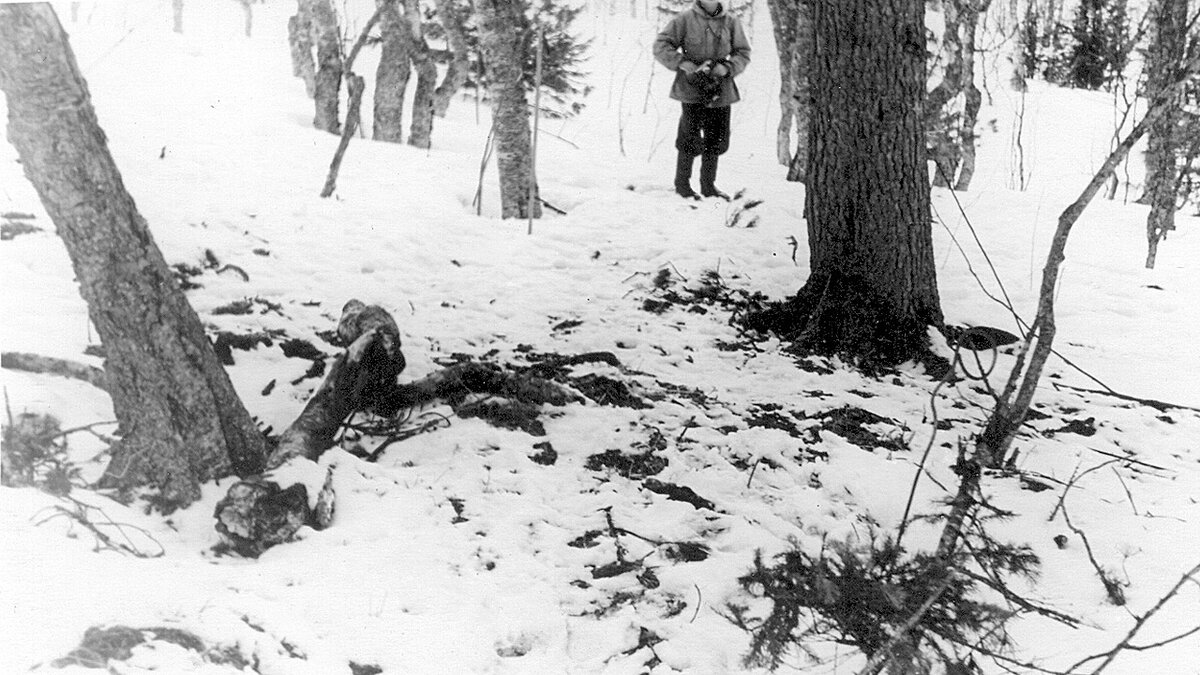 Бревно из костра у кедра.