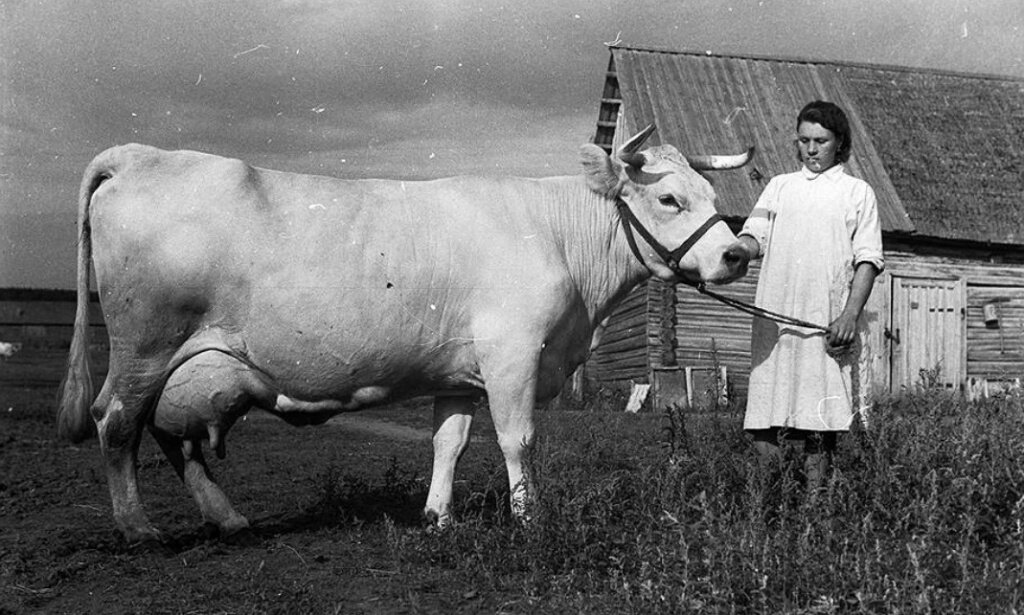 Костромская порода.