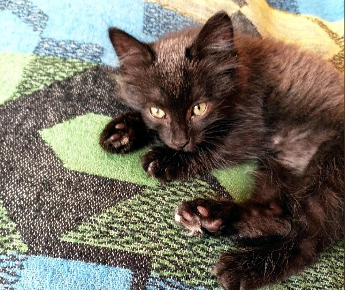 Наш герой дня! Из всех черных повезло именно ему.