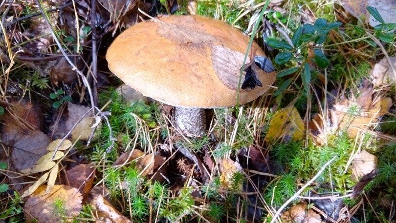     Любители «тихой охоты» хвастаются полными корзинами маслят, рыжиков, подберезовиков и груздей.