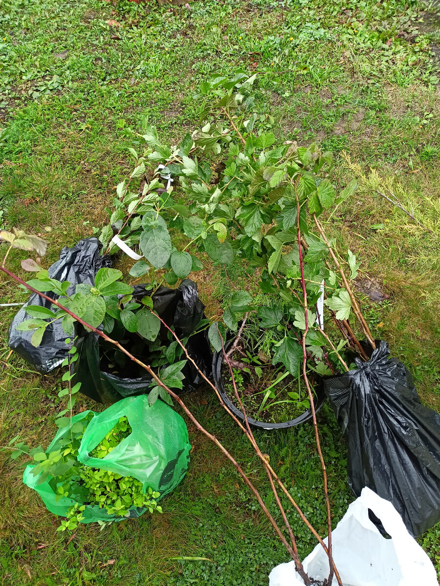 Мои новые питомцы