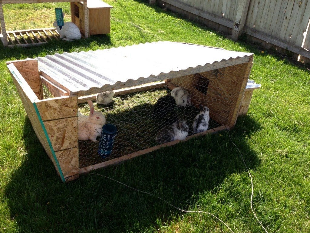 кормление кролей