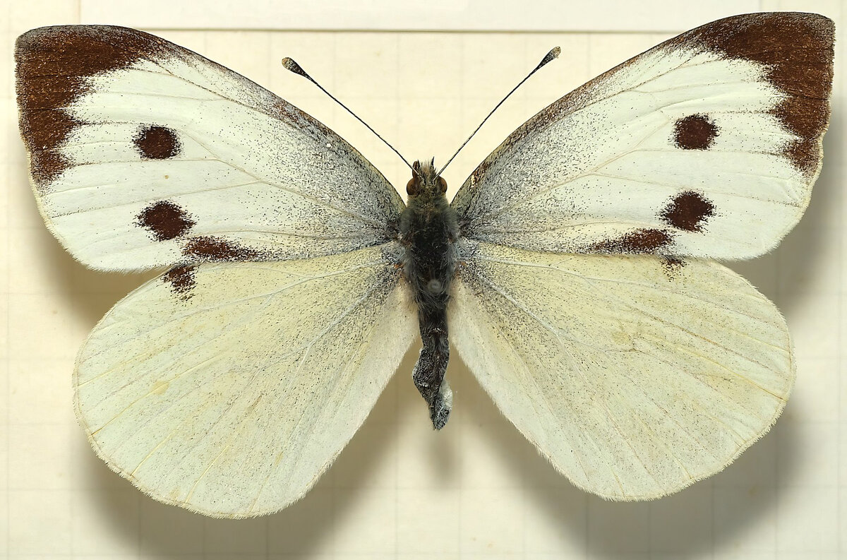 источник фотографии - Википедия.