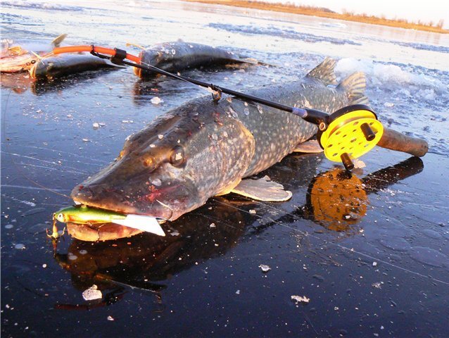 #ловля щуки осенью  по первому льду