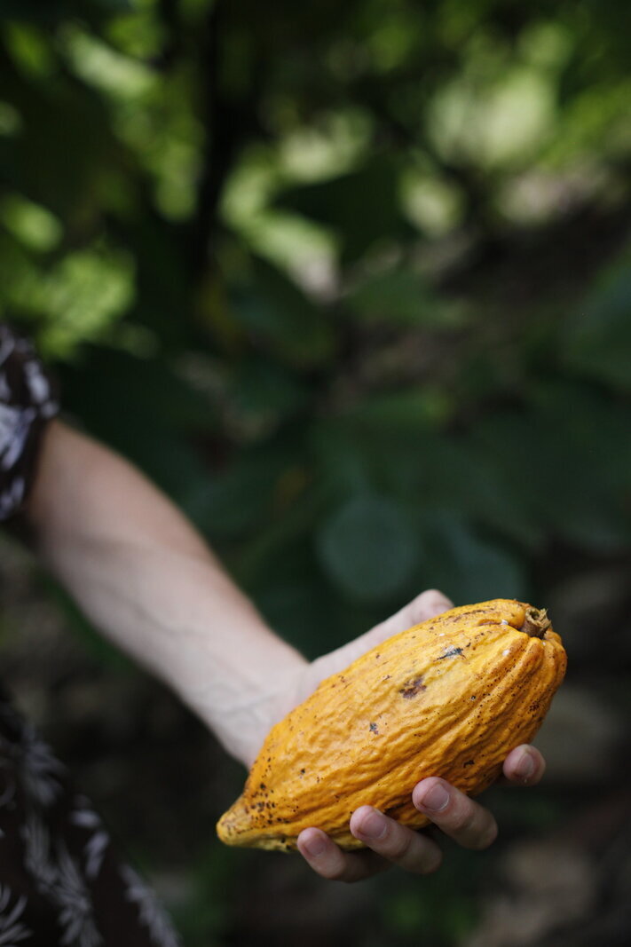 Cacao fruit