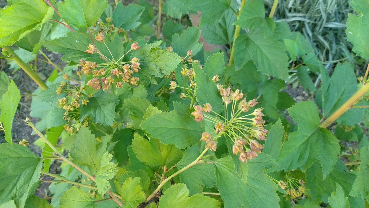 Пузыреплодник калинолистный