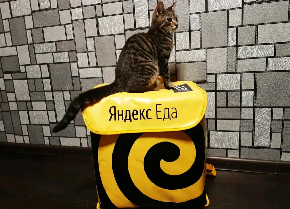 Курьер без яндекса. Яндекс еда. Курьер Яндекс еда. Яндекс еда прикол. Кот доставщик.